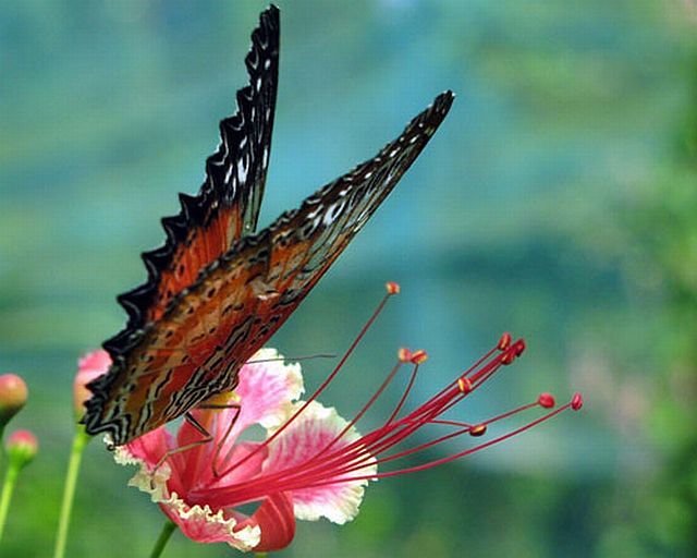 Macro photography. The best of the best (85 pics)