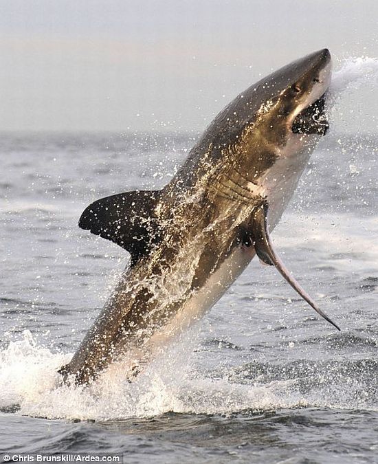 Incredible jump of a white shark (3 pics)
