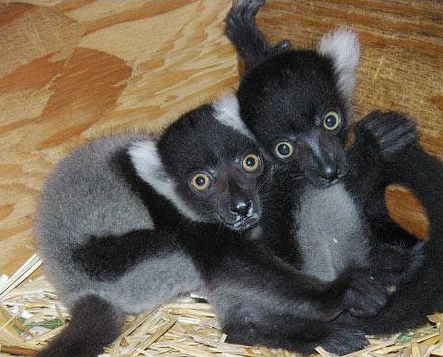 Positive emotion of the day. Baby animals born at zoos (26 pics)
