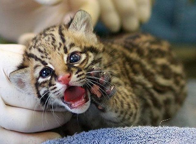 Positive emotion of the day. Baby animals born at zoos (26 pics)