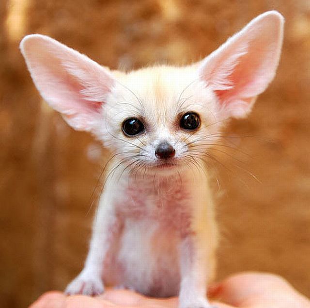 Positive emotion of the day. Baby animals born at zoos (26 pics)