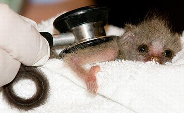 Positive emotion of the day. Baby animals born at zoos (26 pics)