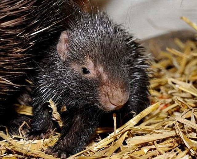 Positive emotion of the day. Baby animals born at zoos (26 pics)