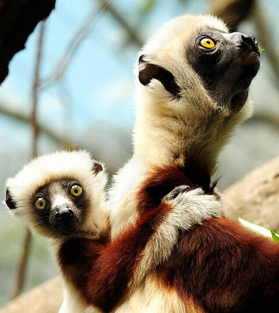 Positive emotion of the day. Baby animals born at zoos (26 pics)