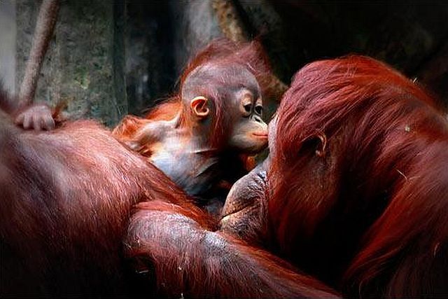 Positive emotion of the day. Baby animals born at zoos (26 pics)