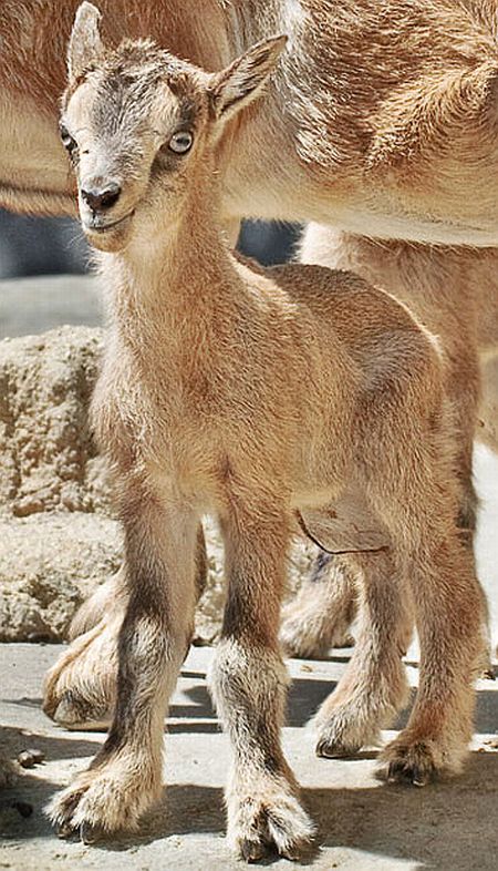 Positive emotion of the day. Baby animals born at zoos (26 pics)