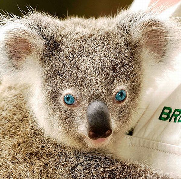 Positive emotion of the day. Baby animals born at zoos (26 pics)