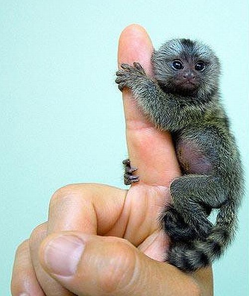 Positive emotion of the day. Baby animals born at zoos (26 pics)