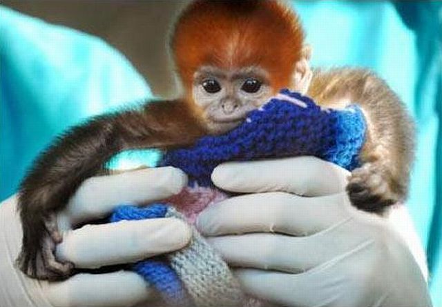 Positive emotion of the day. Baby animals born at zoos (26 pics)