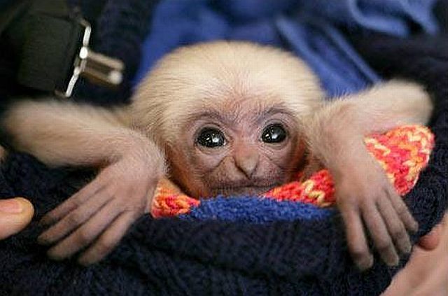 Positive emotion of the day. Baby animals born at zoos (26 pics)