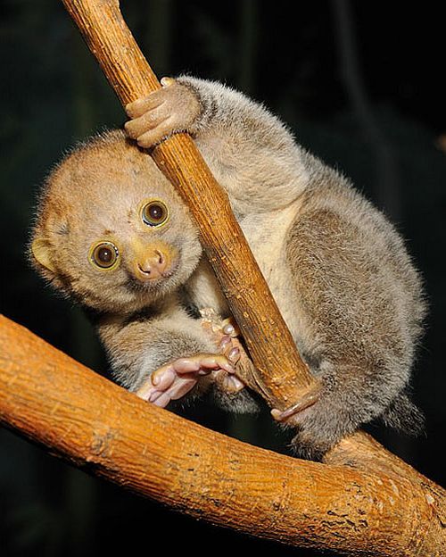 Positive emotion of the day. Baby animals born at zoos (26 pics)