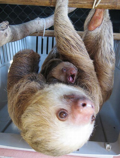 Positive emotion of the day. Baby animals born at zoos (26 pics)