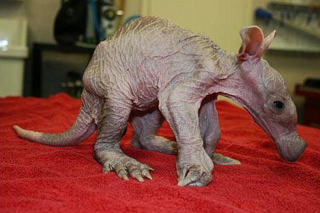 Positive emotion of the day. Baby animals born at zoos (26 pics)