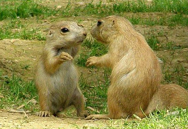 Positive emotion of the day. Baby animals born at zoos (26 pics)