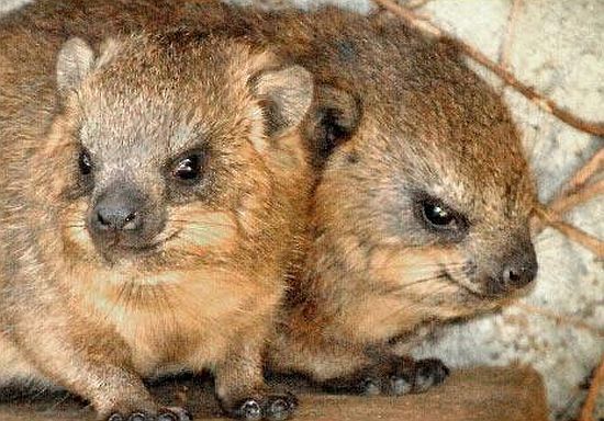 Positive emotion of the day. Baby animals born at zoos (26 pics)