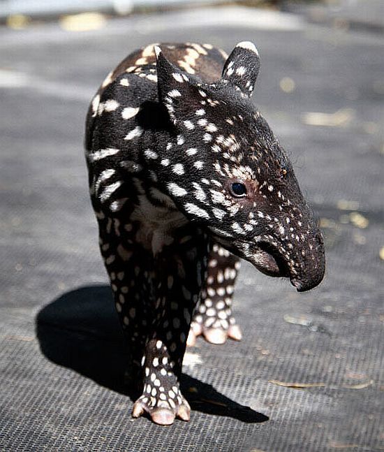 Positive emotion of the day. Baby animals born at zoos (26 pics)