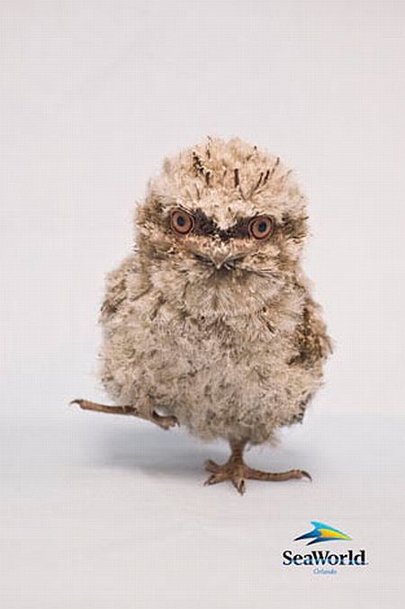 Positive emotion of the day. Baby animals born at zoos (26 pics)