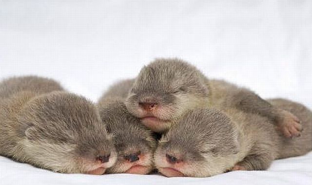 Positive emotion of the day. Baby animals born at zoos (26 pics)