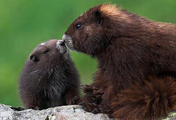 Positive emotion of the day. Baby animals born at zoos (26 pics)