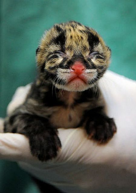 Positive emotion of the day. Baby animals born at zoos (26 pics)