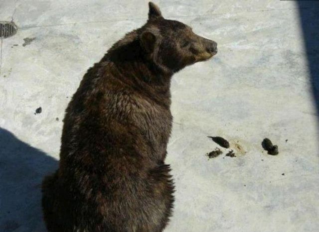 A helping hand for a bear (5 pics)