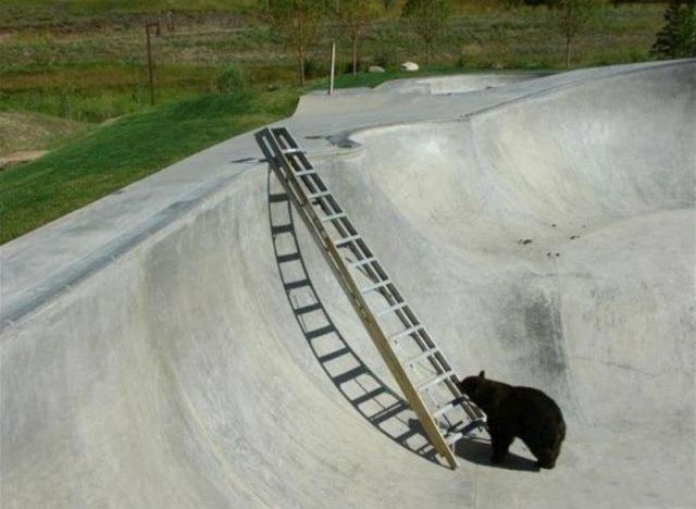 A helping hand for a bear (5 pics)