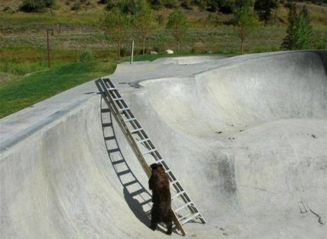 A helping hand for a bear (5 pics)