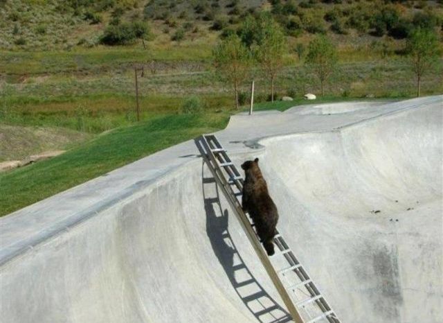 A helping hand for a bear (5 pics)