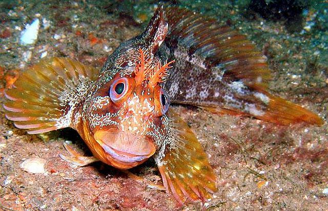 Amazing pictures of the marine life taken beneath the North Sea (15 pics)
