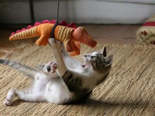 Fierce fight of predators (5 pics)