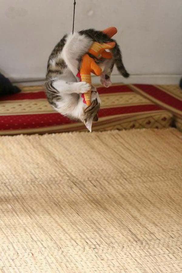 Fierce fight of predators (5 pics)