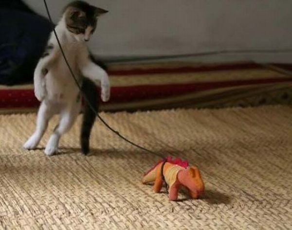 Fierce fight of predators (5 pics)