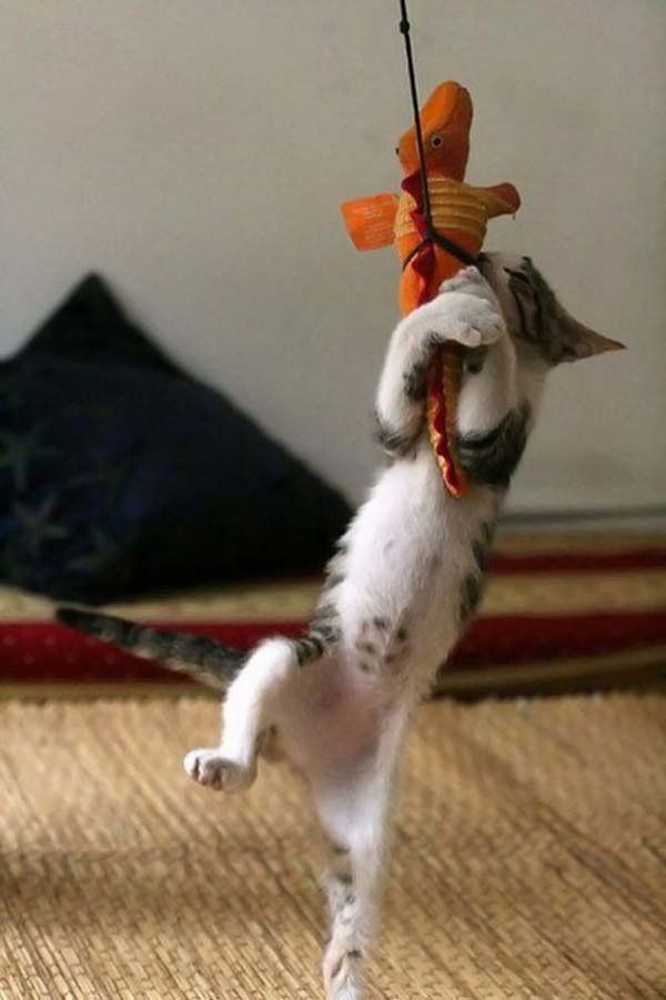 Fierce fight of predators (5 pics)