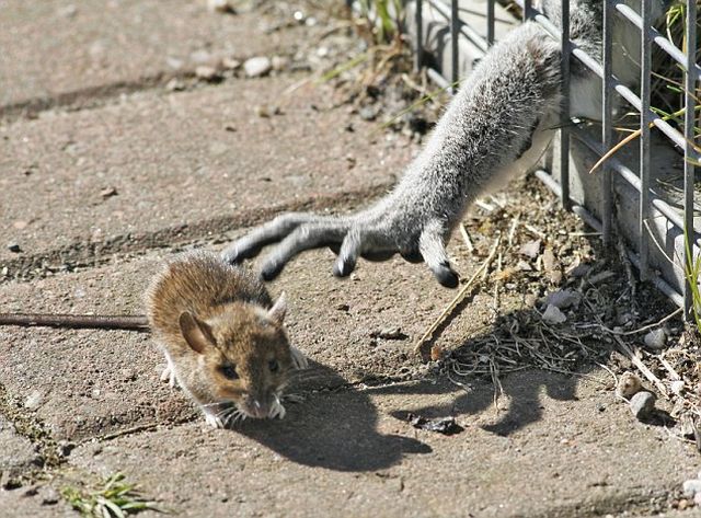 The loser of the day. A lemur with a short arm ;) (3 pics)