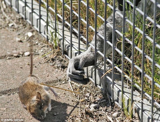 The loser of the day. A lemur with a short arm ;) (3 pics)