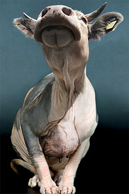 Photo manipulation is just great (52 pics)