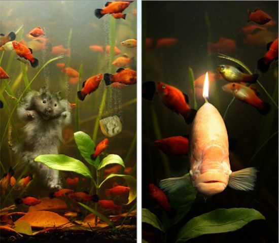 Photo manipulation is just great (52 pics)