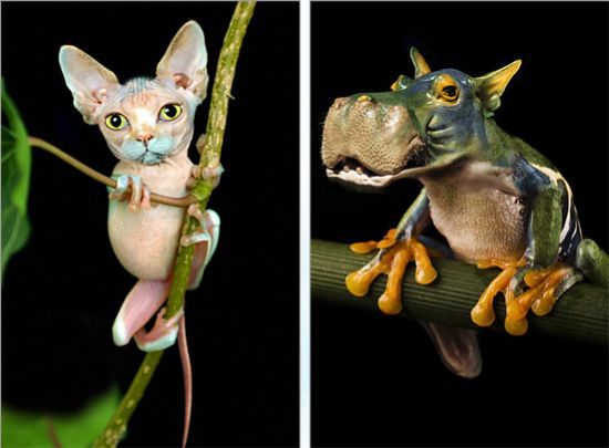 Photo manipulation is just great (52 pics)