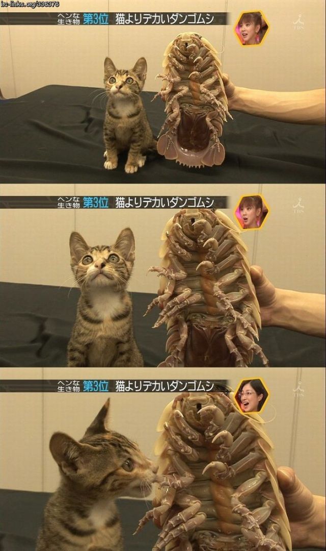 Daily picdump (114 pics)