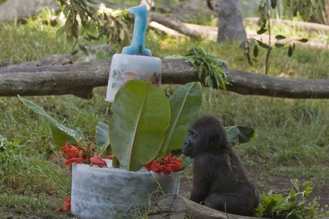 A sad birthday (3 pics)