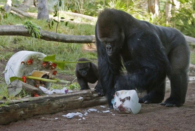 A sad birthday (3 pics)