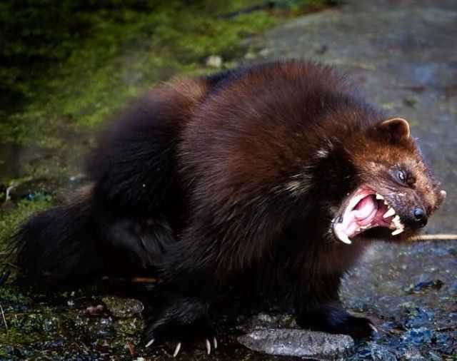 Animals with the mouth wide open (39 pics)