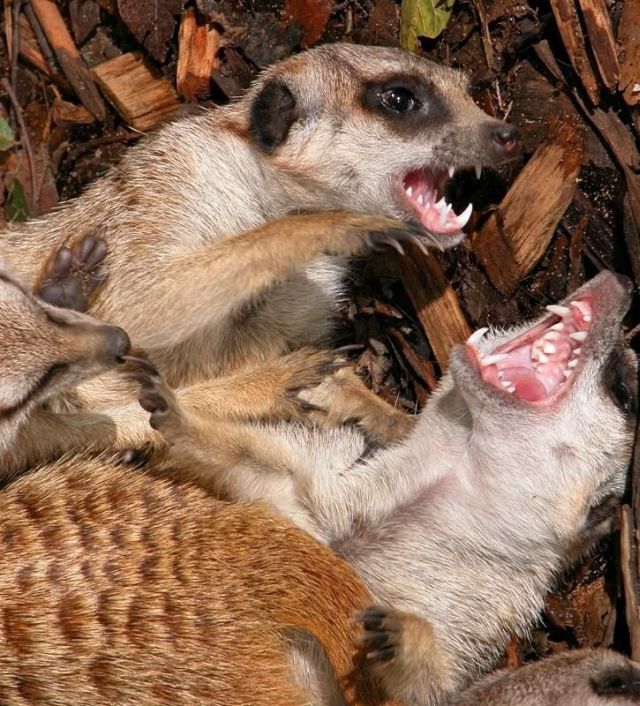 Animals with the mouth wide open  39 pics