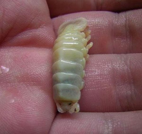 The Tongue Eating Louse is a gross parasite living in a fish’s mouth! (18 pics)