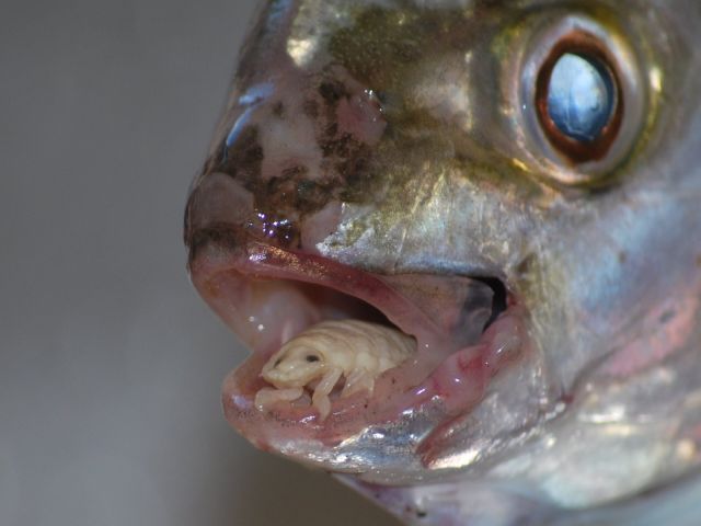The Tongue Eating Louse is a gross parasite living in a fish’s mouth! (18 pics)
