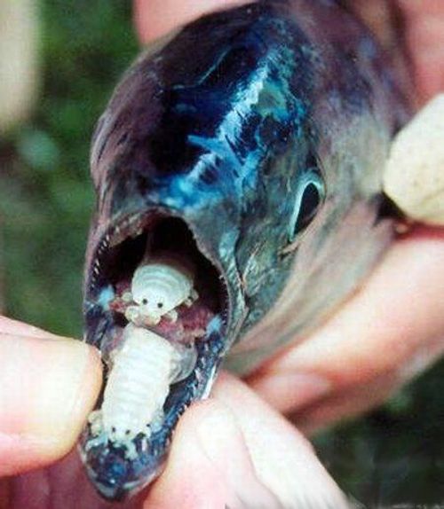 The Tongue Eating Louse is a gross parasite living in a fish’s mouth! (18 pics)