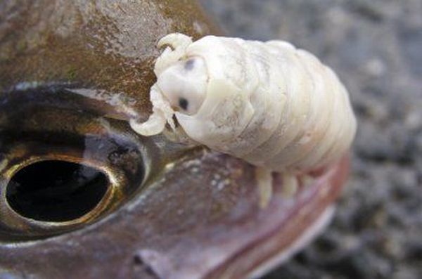 The Tongue Eating Louse is a gross parasite living in a fish’s mouth! (18 pics)