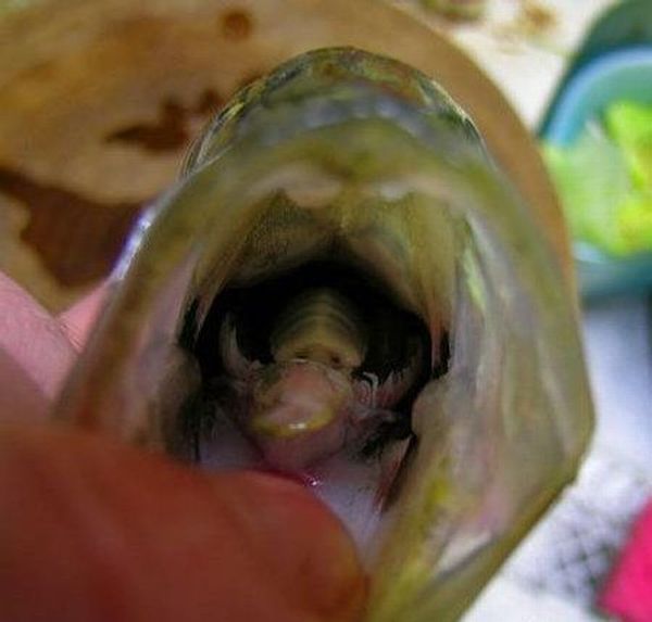 The Tongue Eating Louse is a gross parasite living in a fish’s mouth! (18 pics)