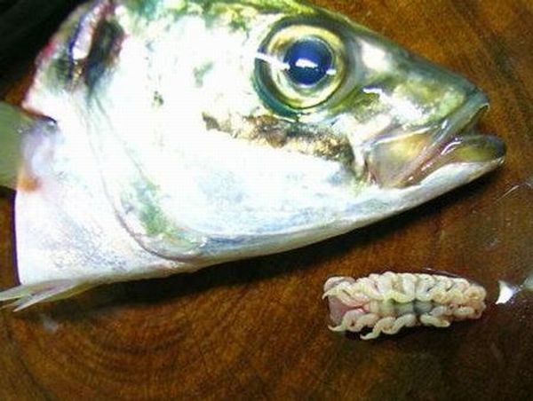 The Tongue Eating Louse is a gross parasite living in a fish’s mouth! (18 pics)