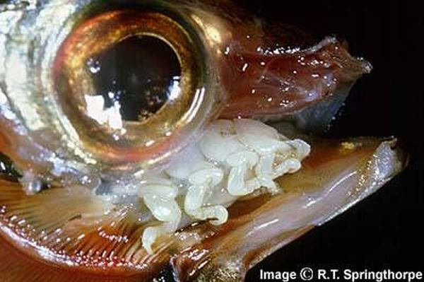 The Tongue Eating Louse is a gross parasite living in a fish’s mouth! (18 pics)